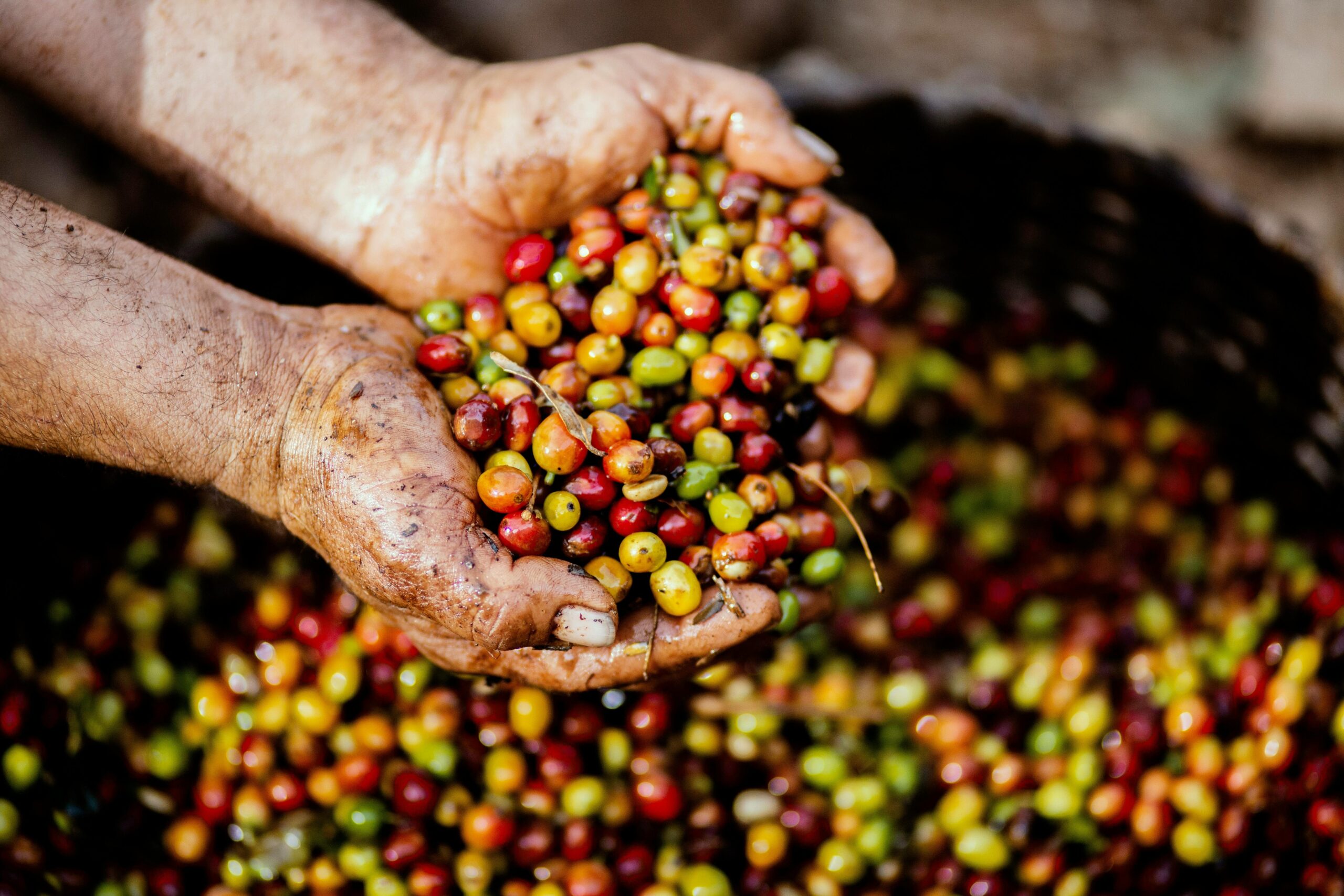 Illustration showing hands holding fair-trade certified coffee bag alongside farmer harvesting coffee cherries