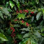 Why Your Smart Coffee Maker Deserves Fair Trade Coffee Beans (And How to Make It Happen)