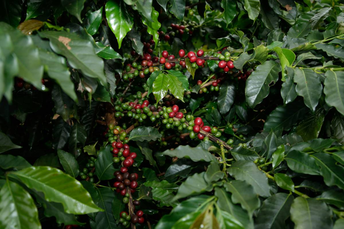 Why Your Smart Coffee Maker Deserves Fair Trade Coffee Beans (And How to Make It Happen)