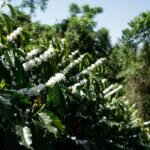 Why Your Smart Coffee Maker Deserves Fair Trade Beans (And How to Pair Them Right)