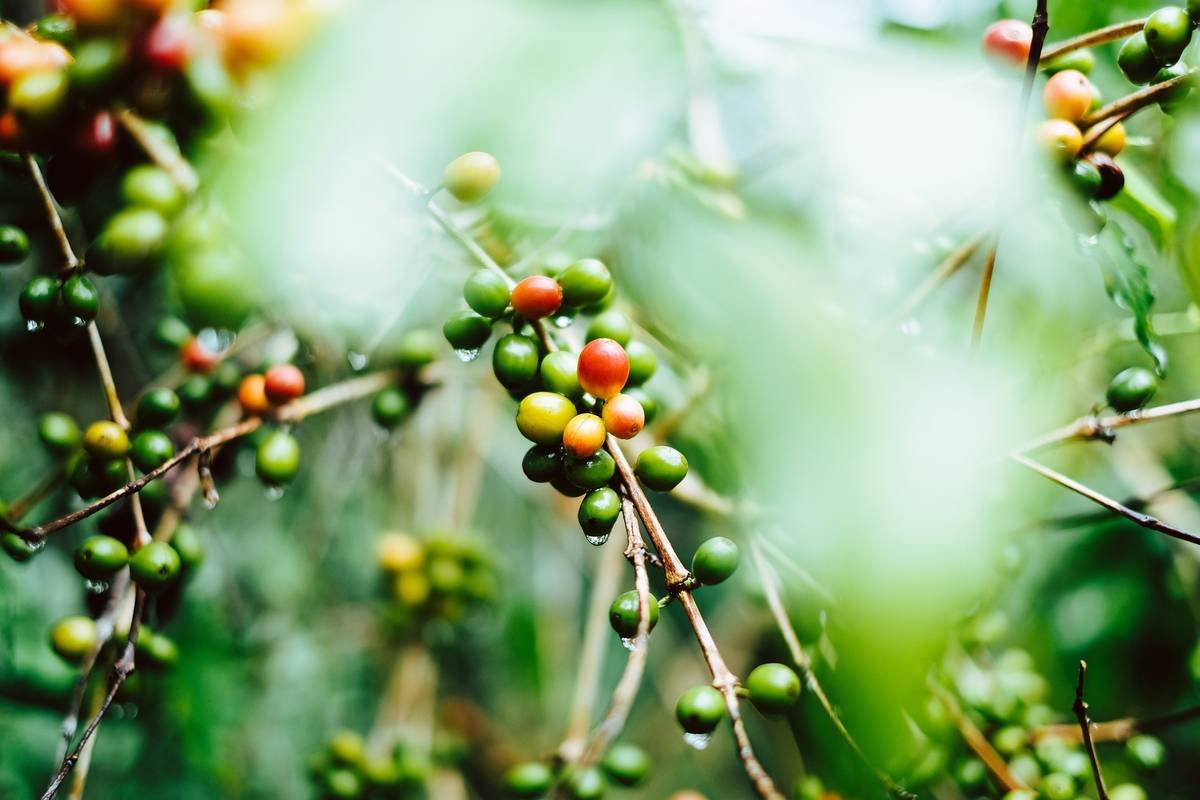 How to Master Coffee Brew Optimization with Smart Coffee Makers
