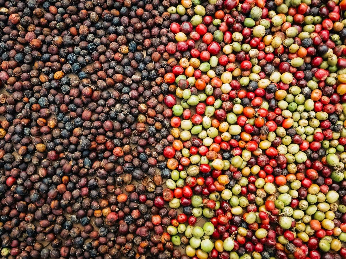 Infographic showing coffee roasting levels from light to dark with corresponding temperature ranges, bean density, and flavor notes